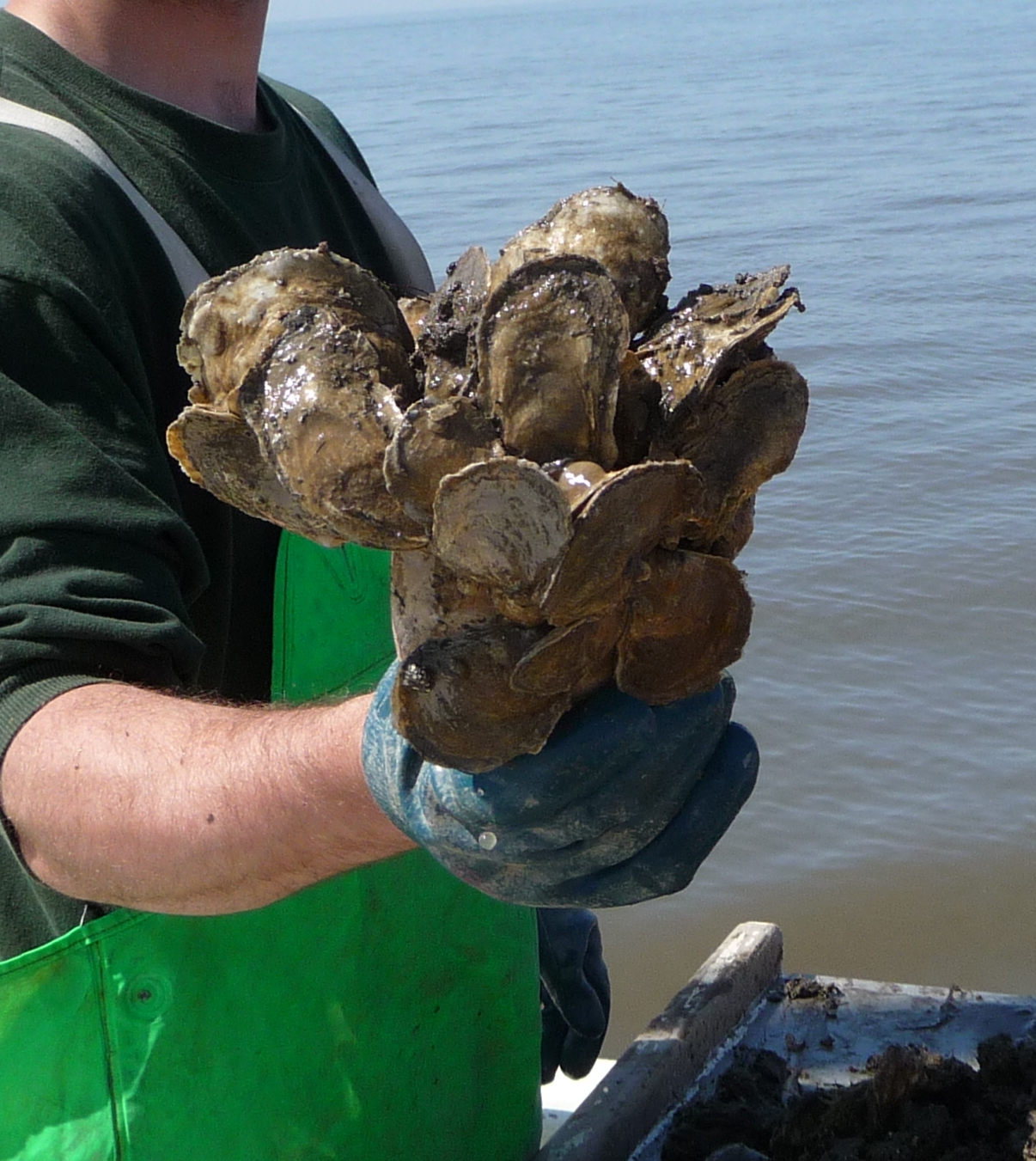 A cluster of eastern oysters (Crassostrea virginica) from Delaware Bay. Credit: Iris Burt
