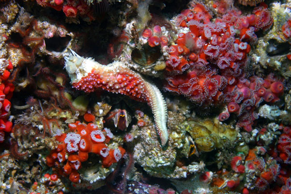 Starfish with sea star wasting disease, an infectious disease that has spread along the West Coast. Credit: NOAA