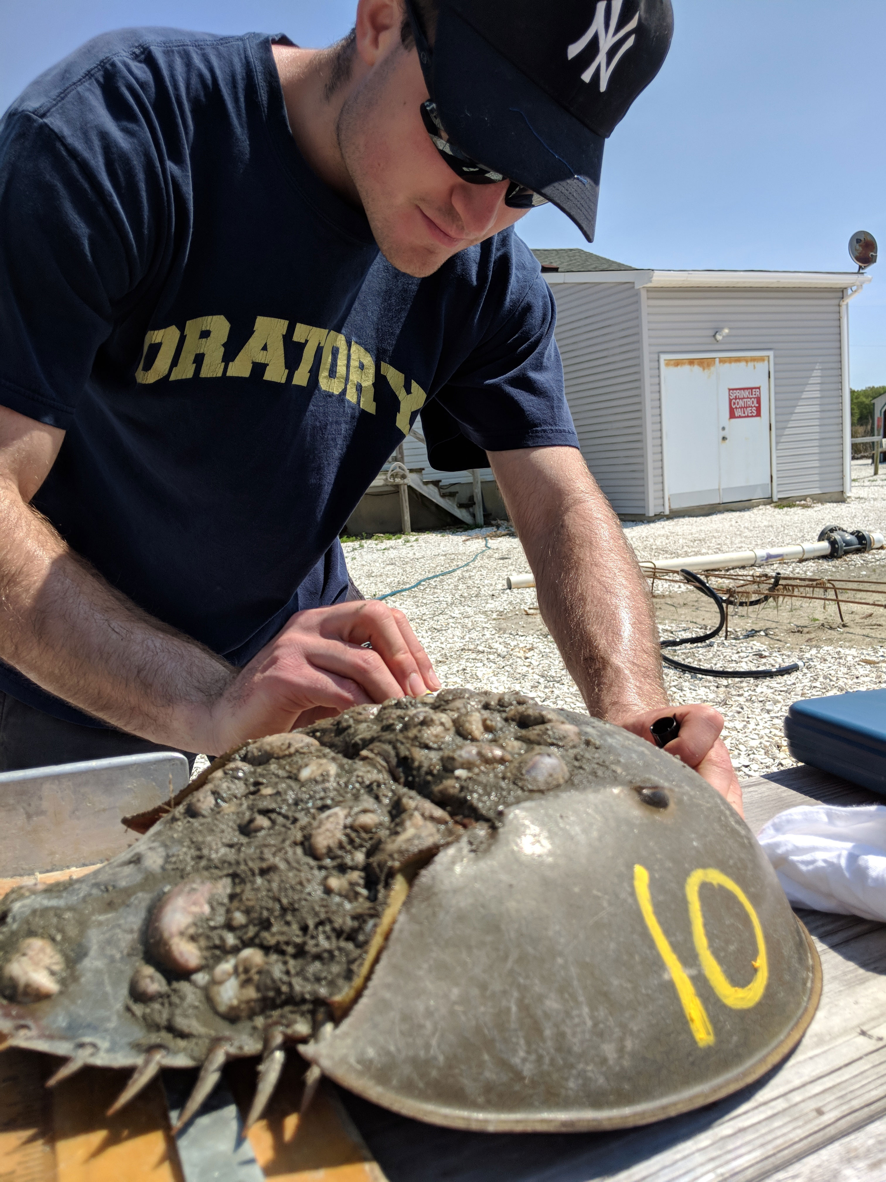 DMCS undergraduate intern Josh Daw measures crabs prior to an experiment testing their ability to move over and around farm gear
