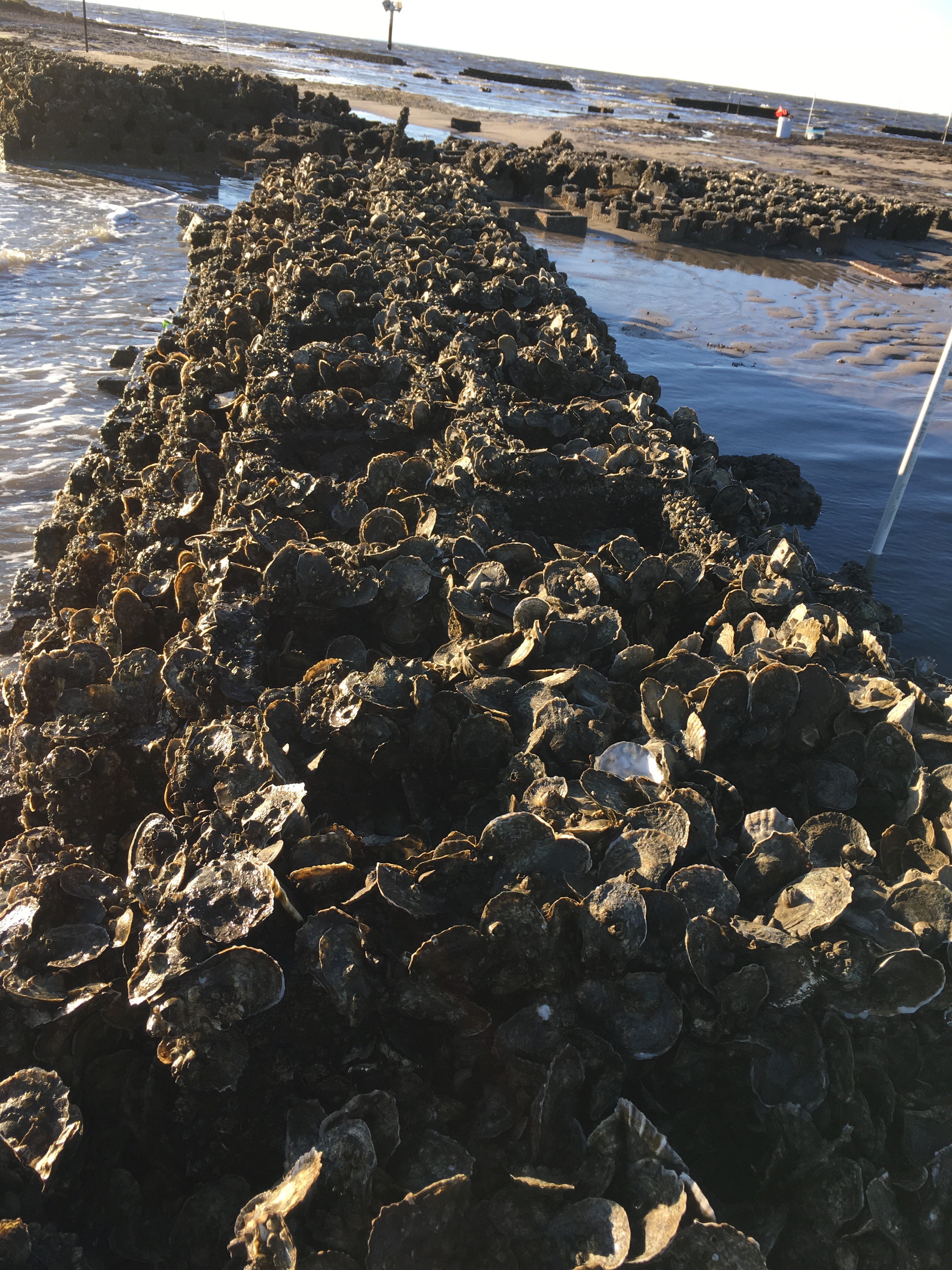 One and two year-old oysters growing on Oyster Castle reefs in the Delaware Bay as part of the Gandy's Beach Living Shoreline Project. The reefs are designed to act as breakwater structures to reduce wave energy approaching the shore and as habitat for shellfish and associated species.