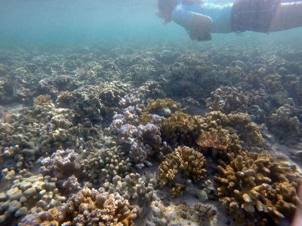 Di Snorkeling over a stressed reef