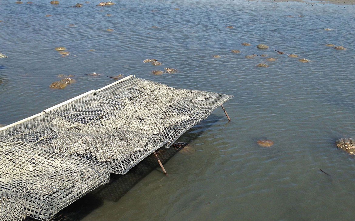 Read more about the article Horseshoe Crabs on Oyster Farms