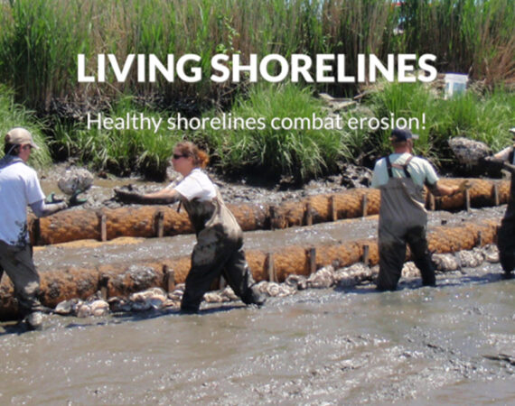 Living-Shorelines