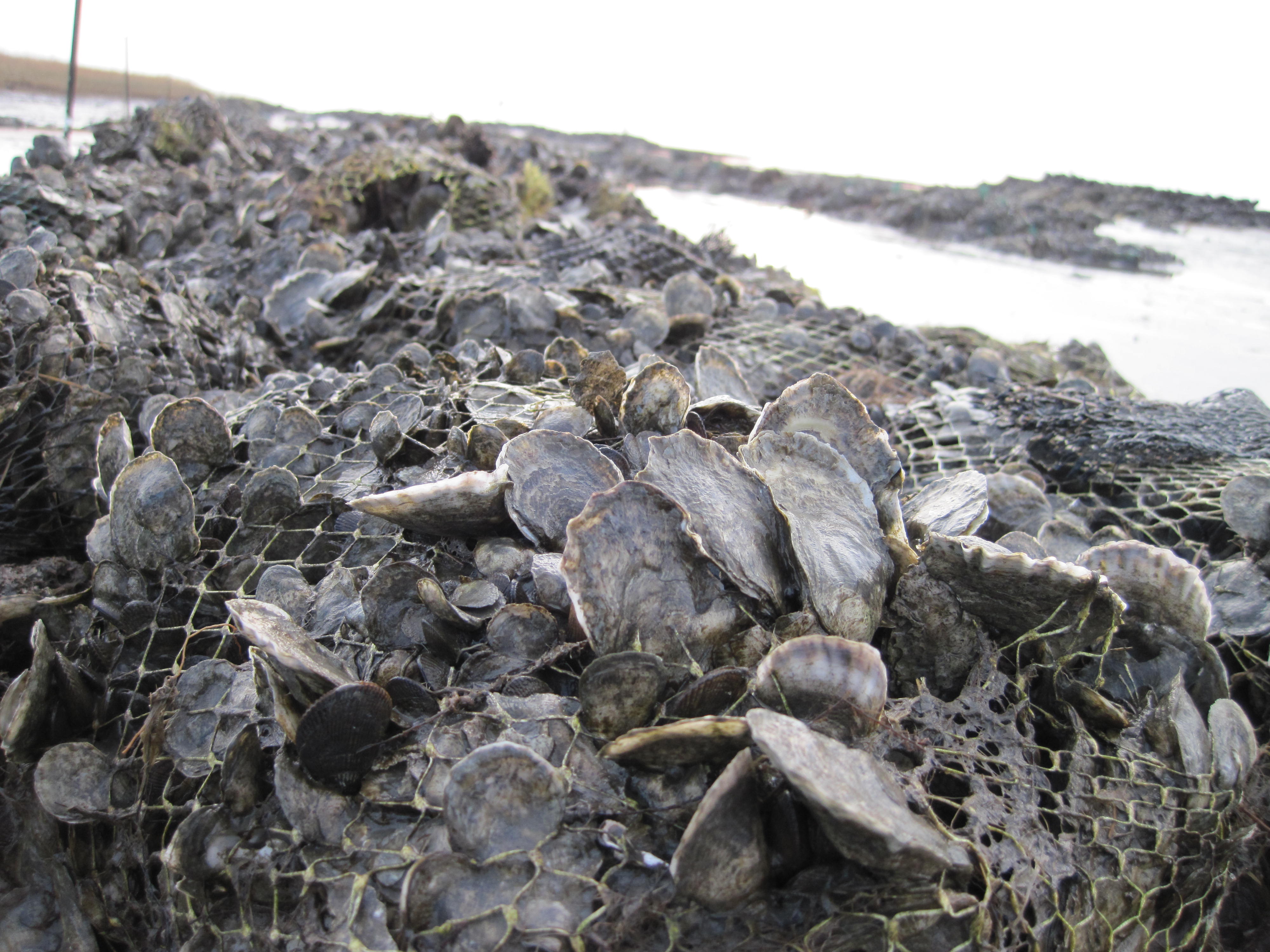 One and two year-old oysters growing on shell bag reef structures in the Delaware Bay as part of the Gandy's Beach Living Shoreline Project.