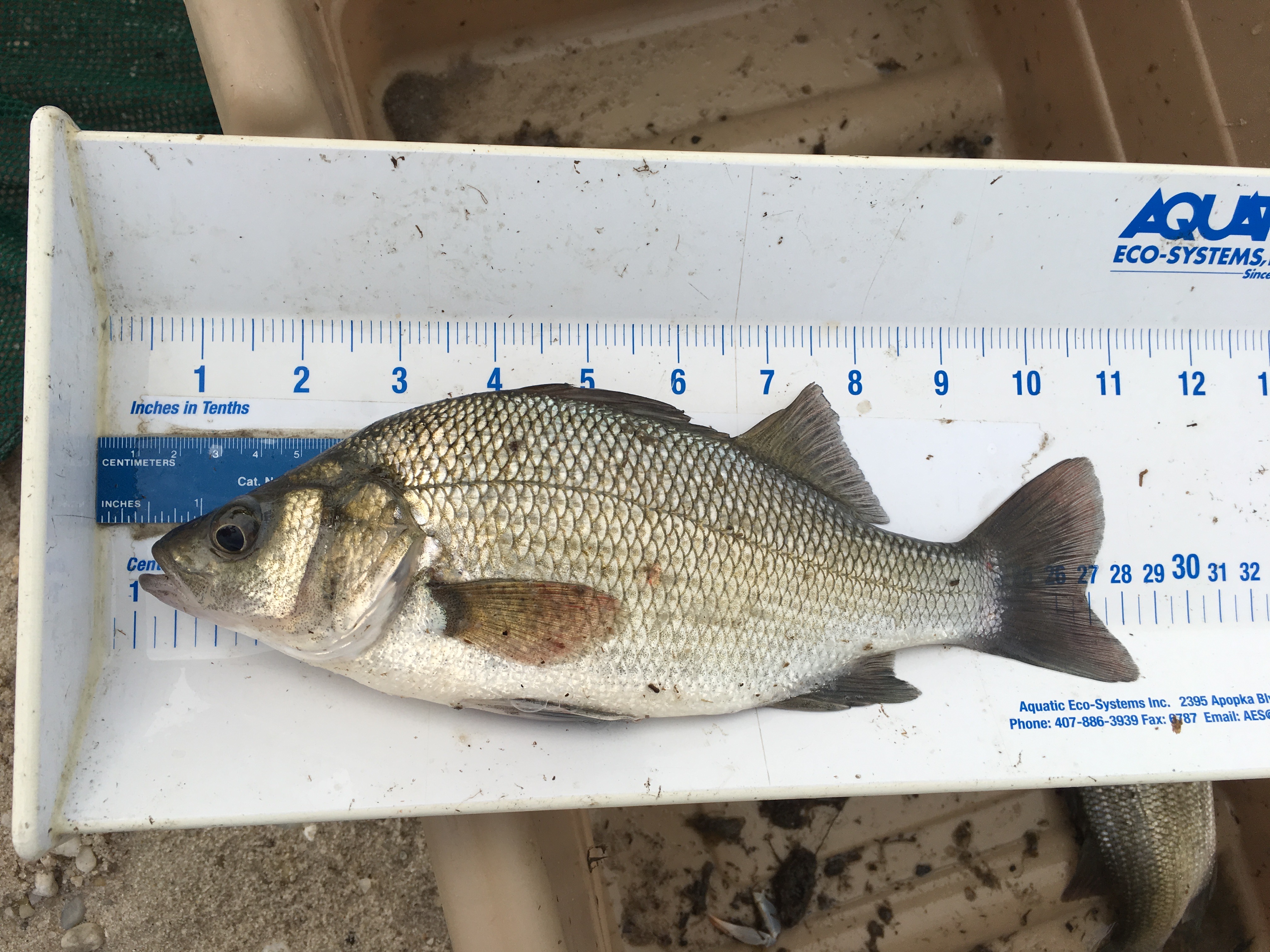 Large, adult white perch (Morone americana) collected from a living shoreline project site.