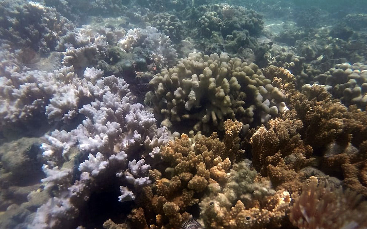 You are currently viewing A white polka dot coral reef