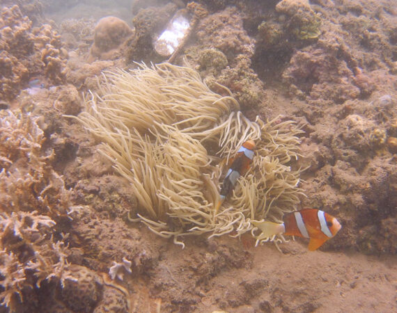 clownfish underwater