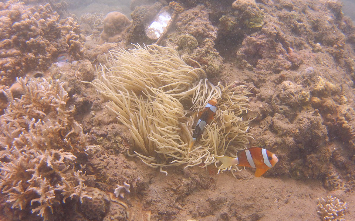Read more about the article Catching Clownfish