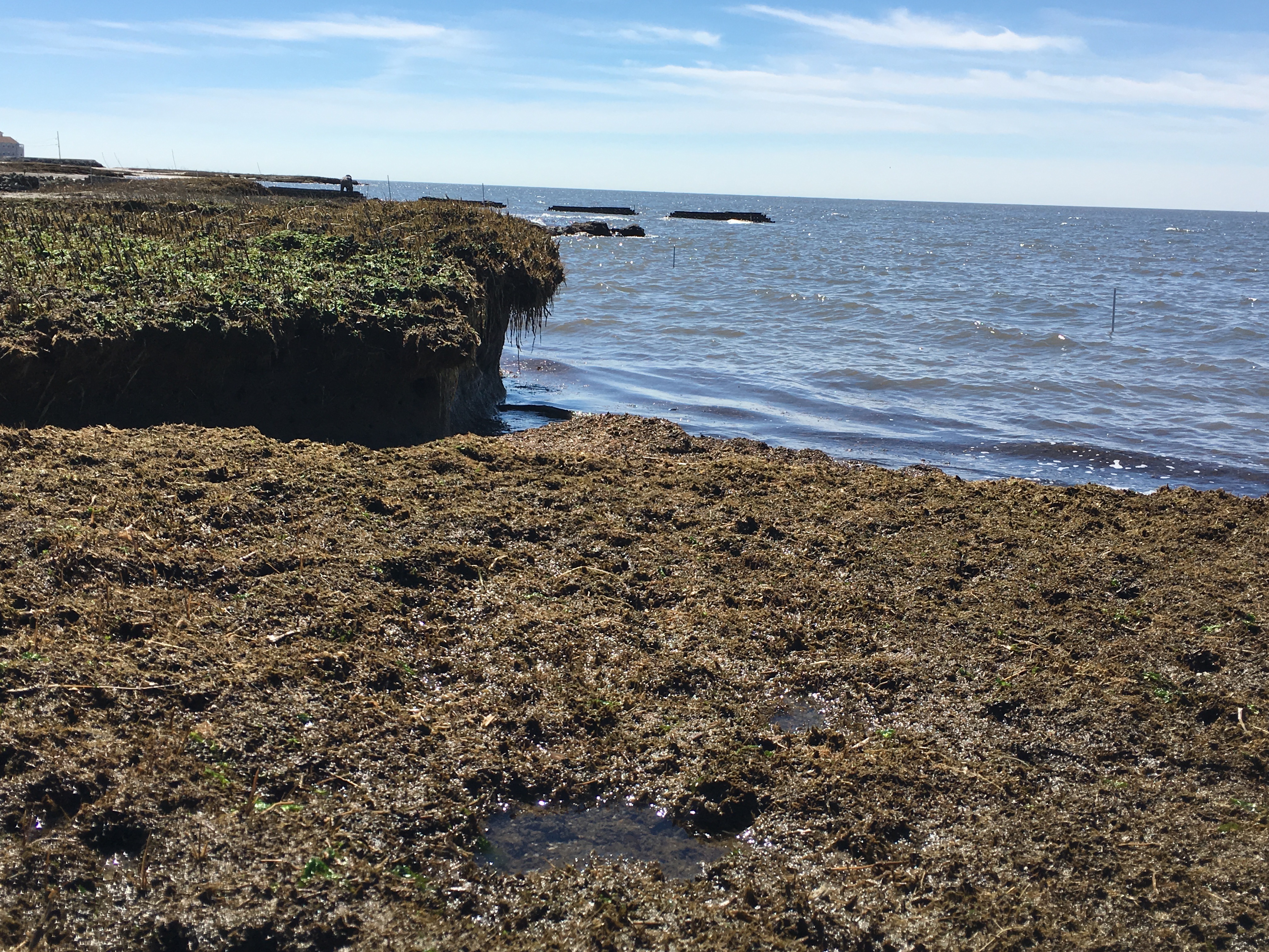 Eroding marsh edge along Gandy's Beach, NJ and the Delaware Bay (Oyster Castles are visible in the background).