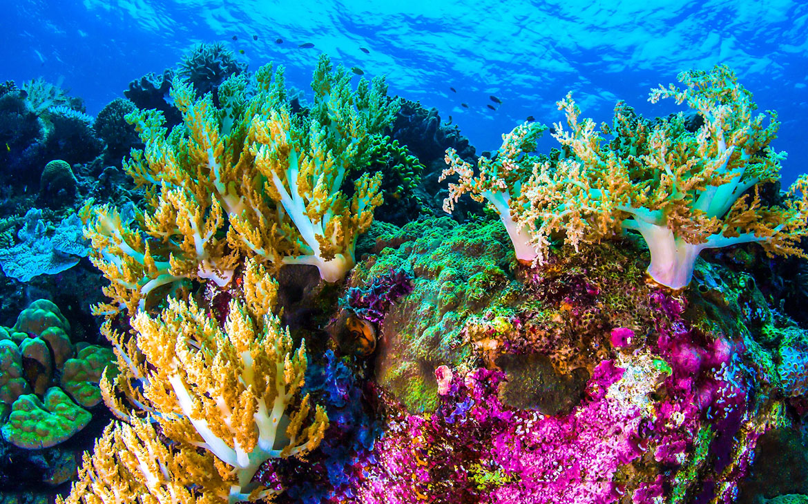 Read more about the article Corals Can Grow “Bones” In Acidic Water