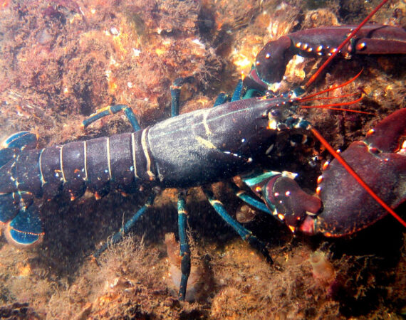 Hot-Water-Lobster