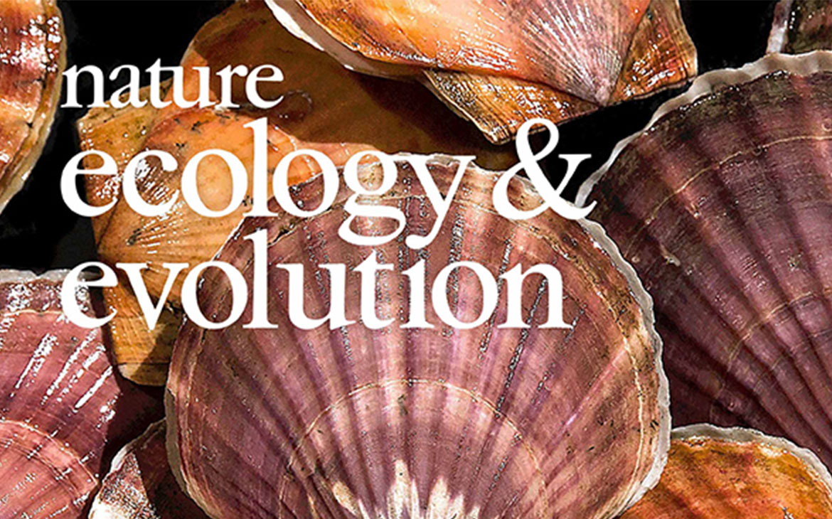 Read more about the article Scallop Genome Insights