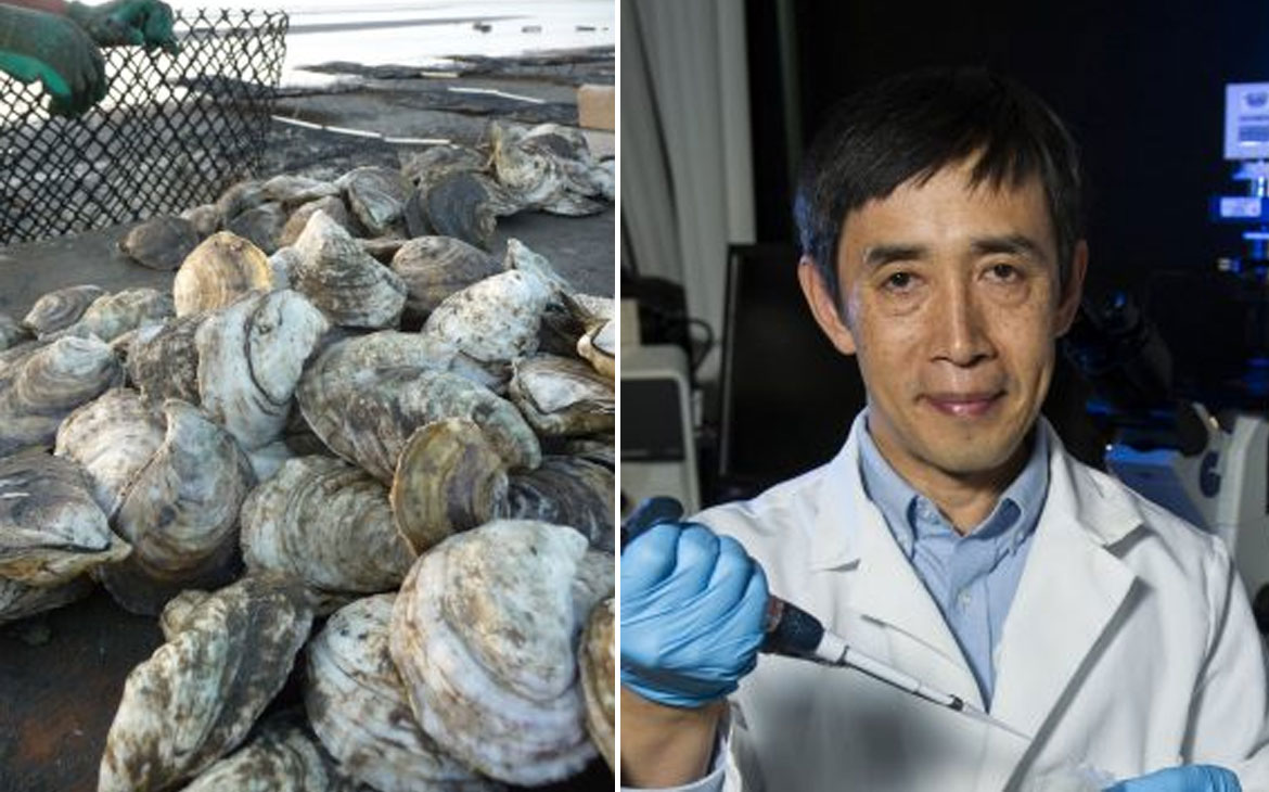 Read more about the article Rutgers 250: NJAES All-Star Variety of the Month – ‘Triploid’ Oyster