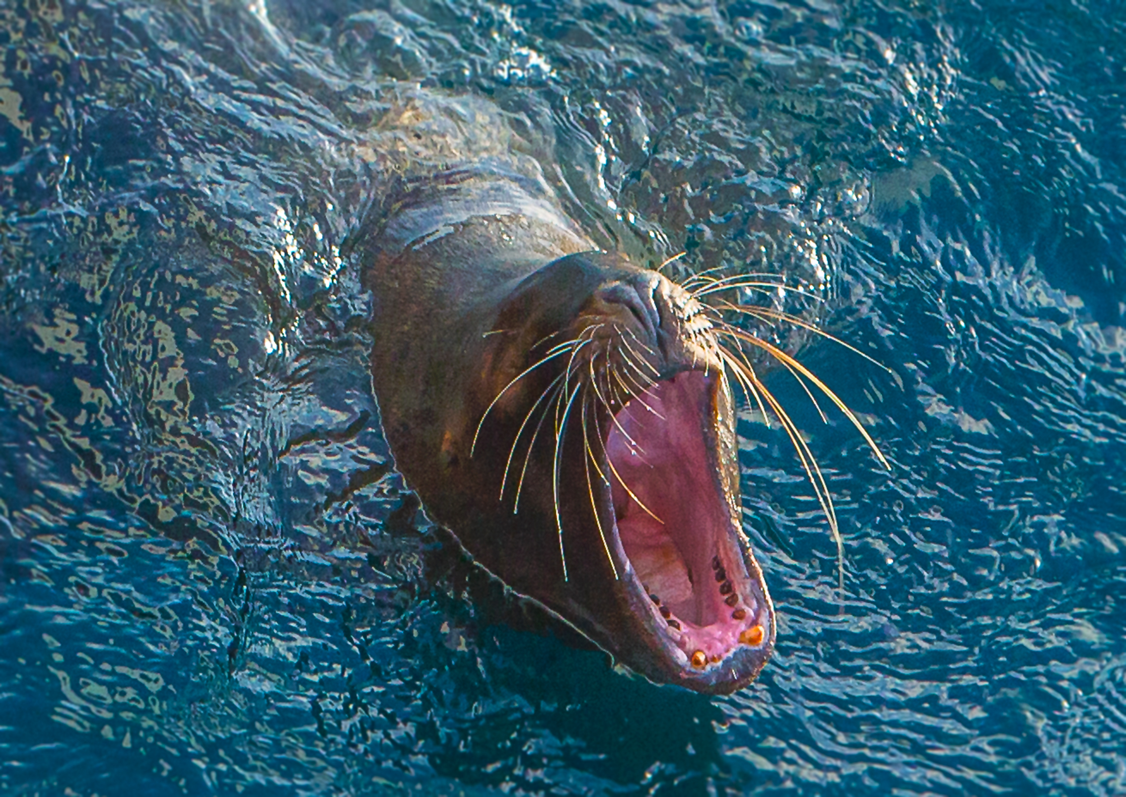 Sea lion_The yelling continues