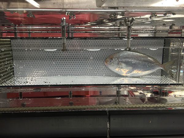 Fish Physiology