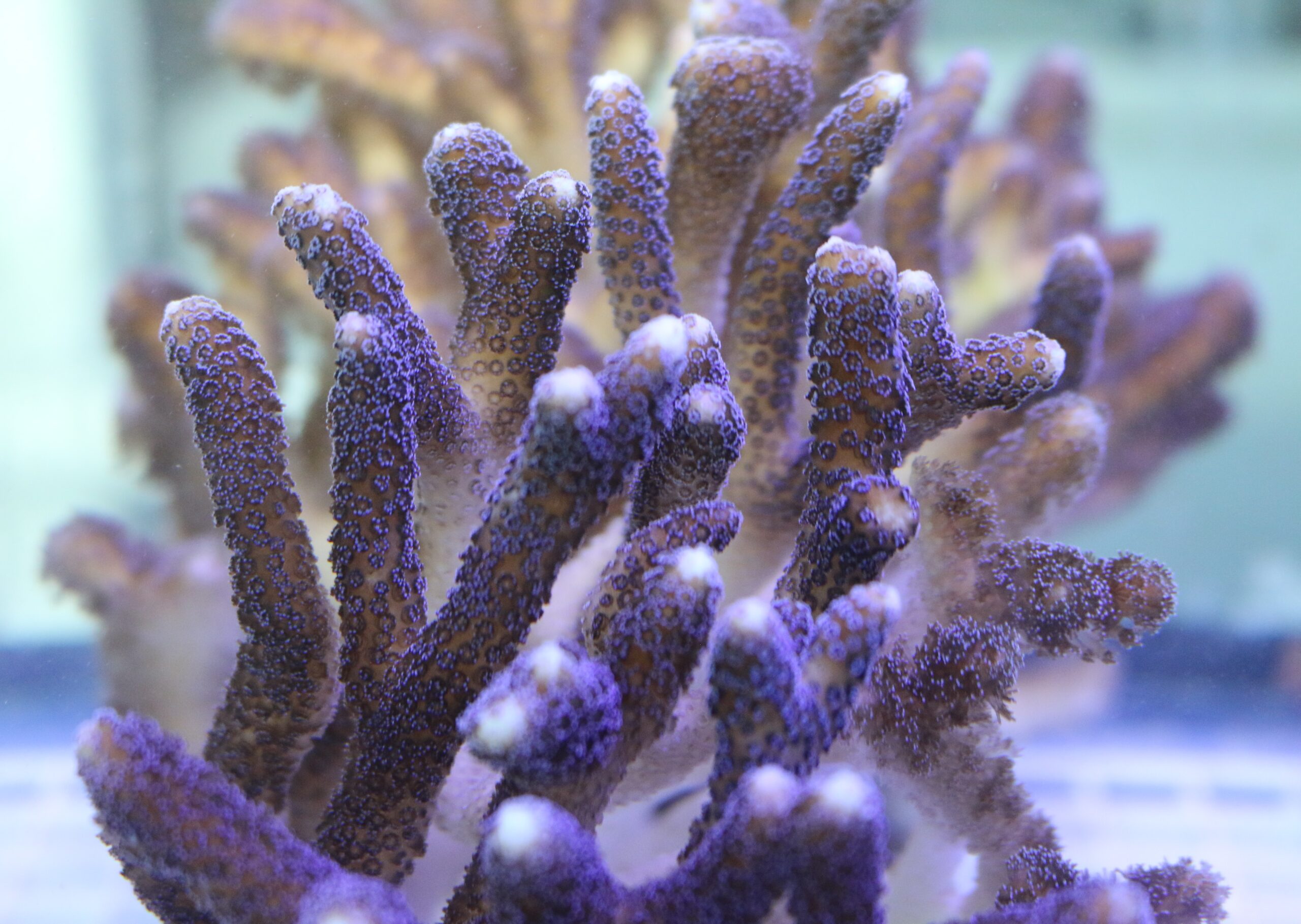Read more about the article Scientists’ findings suggest corals will withstand climate change
