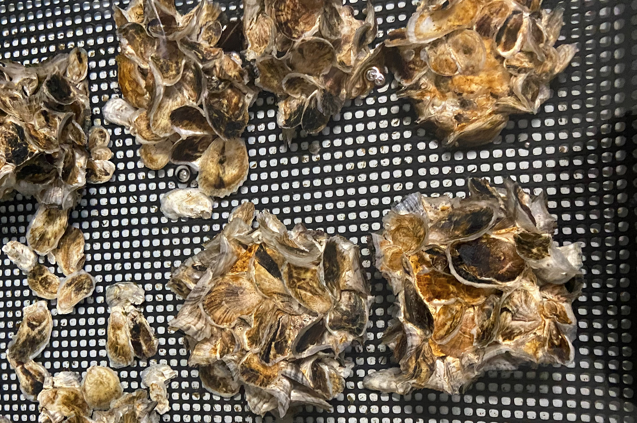 Read more about the article Rutgers Awarded $12.6 Million Grant to Create Oyster Habitat for Coastal Resilience