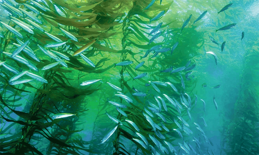 Deepwater-Irrigated Open-Ocean Seaweed Mariculture: Field Studies and Modeling