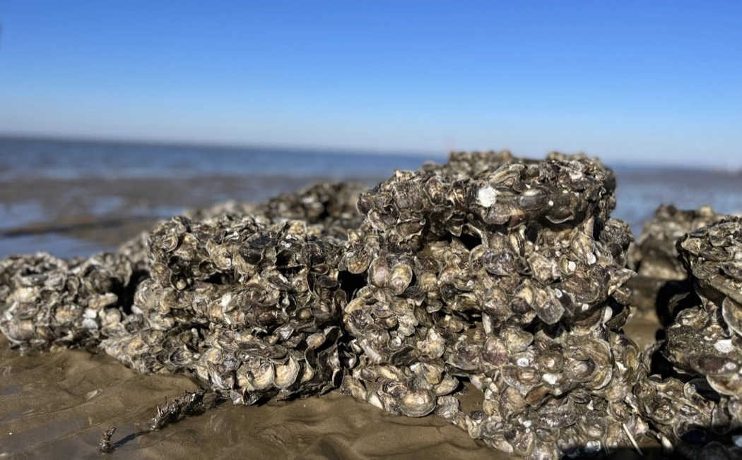 You are currently viewing Happy National Oysters Day!