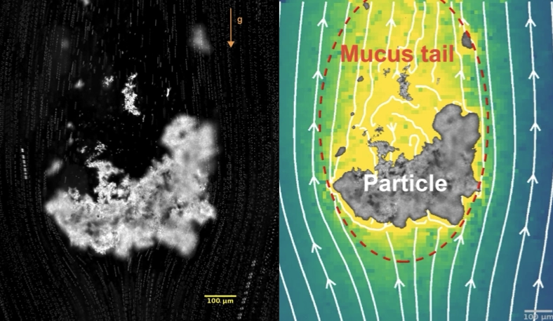 Hidden Comet-Tails of Marine Snow Impede Ocean-based Carbon Sequestration