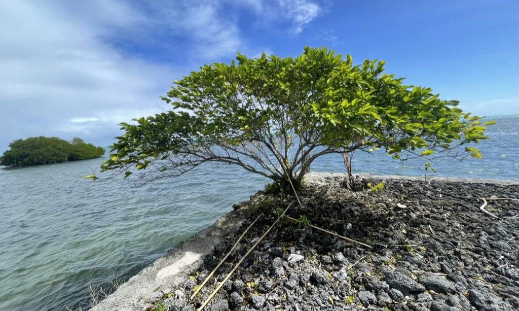 Read more about the article Pohnpei State, Federated States of Micronesia (FSM), Food Security Policy and Food Production Master Plan