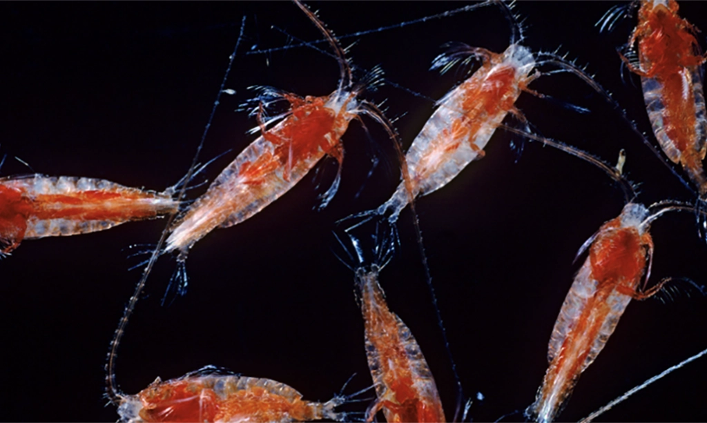 Read more about the article Zooplankton and Offshore Wind: Drifters in a Sea of Uncertainty