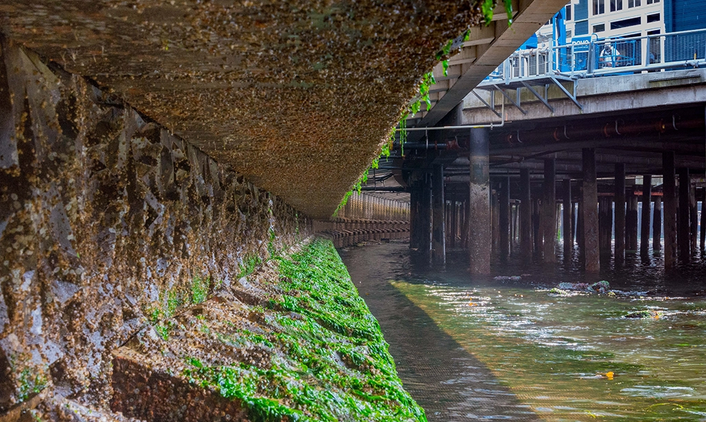 Read more about the article Adding Life to Hardened Urban Shorelines