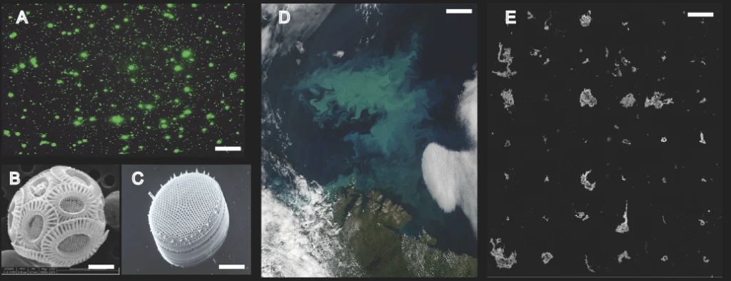 Ocean Virus