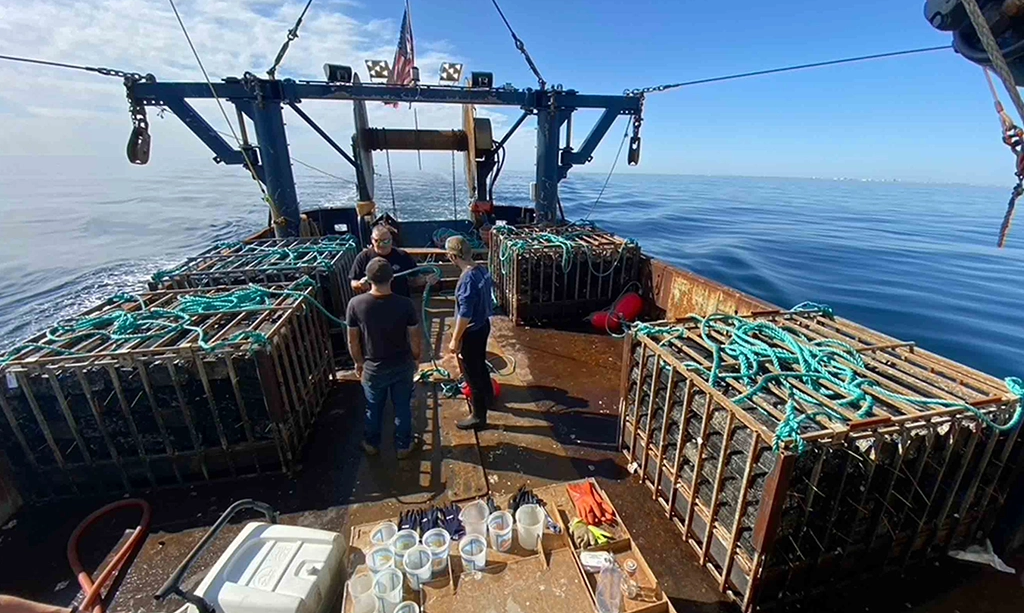 Read more about the article Rutgers research opens new doors for offshore aquaculture in New Jersey