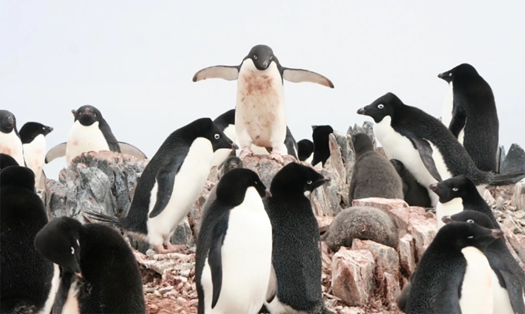 Can Penguins Help Teach Kids About Climate Change? New Research Says Yes
